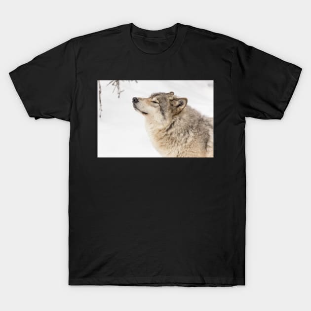 Timber wolf in winter T-Shirt by josefpittner